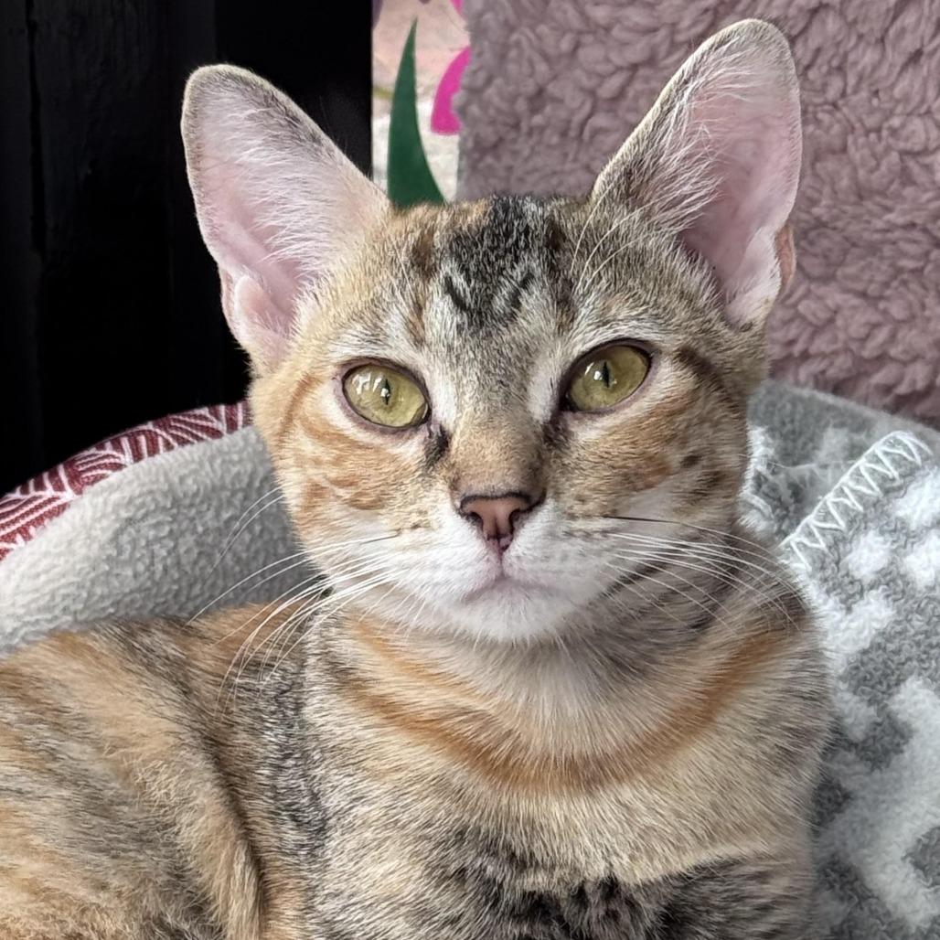 Starfire, a Adoptable Domestic Short Hair in Chapel Hill, NC image 2/6
