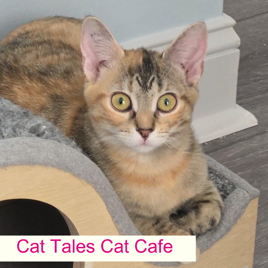 Starfire, a Adoptable Domestic Short Hair in Chapel Hill, NC image 3/6