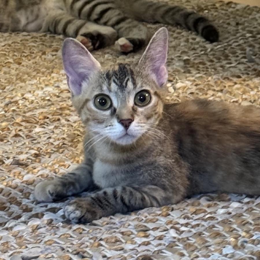 Starfire, a Adoptable Domestic Short Hair in Chapel Hill, NC image 4/6