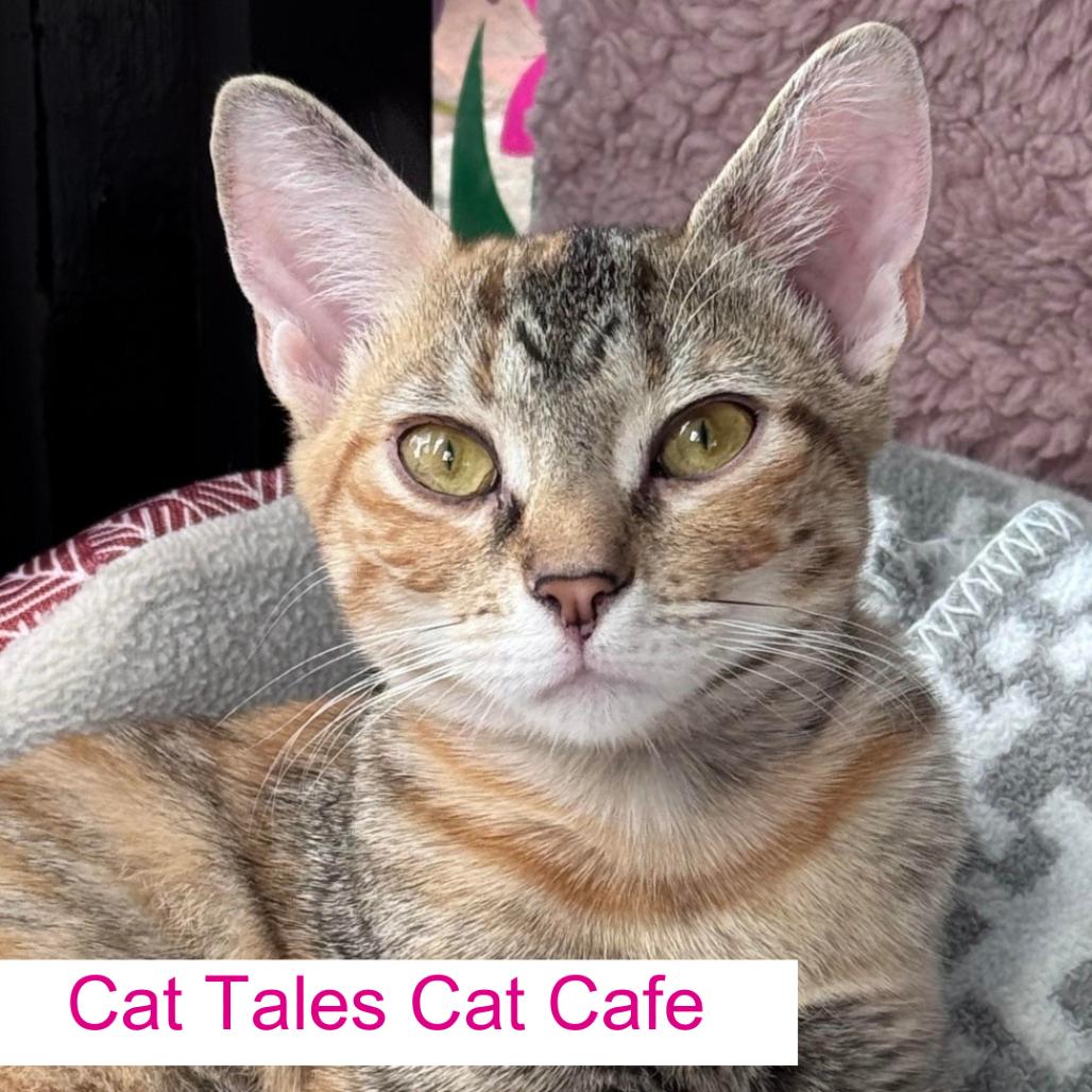 Starfire, a Adoptable Domestic Short Hair in Chapel Hill, NC image 5/6