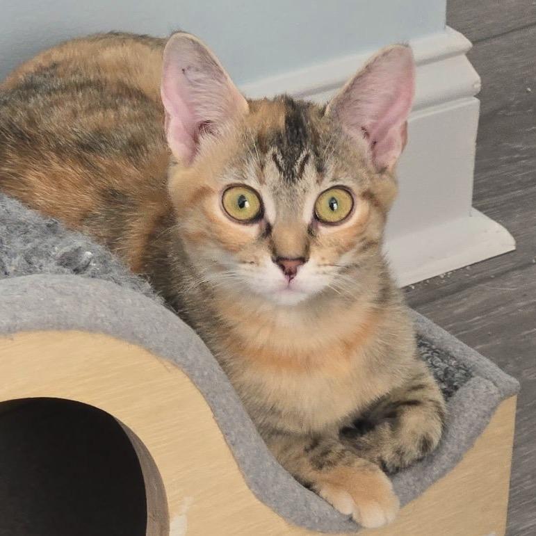 Starfire, a Adoptable Domestic Short Hair in Chapel Hill, NC image 6/6