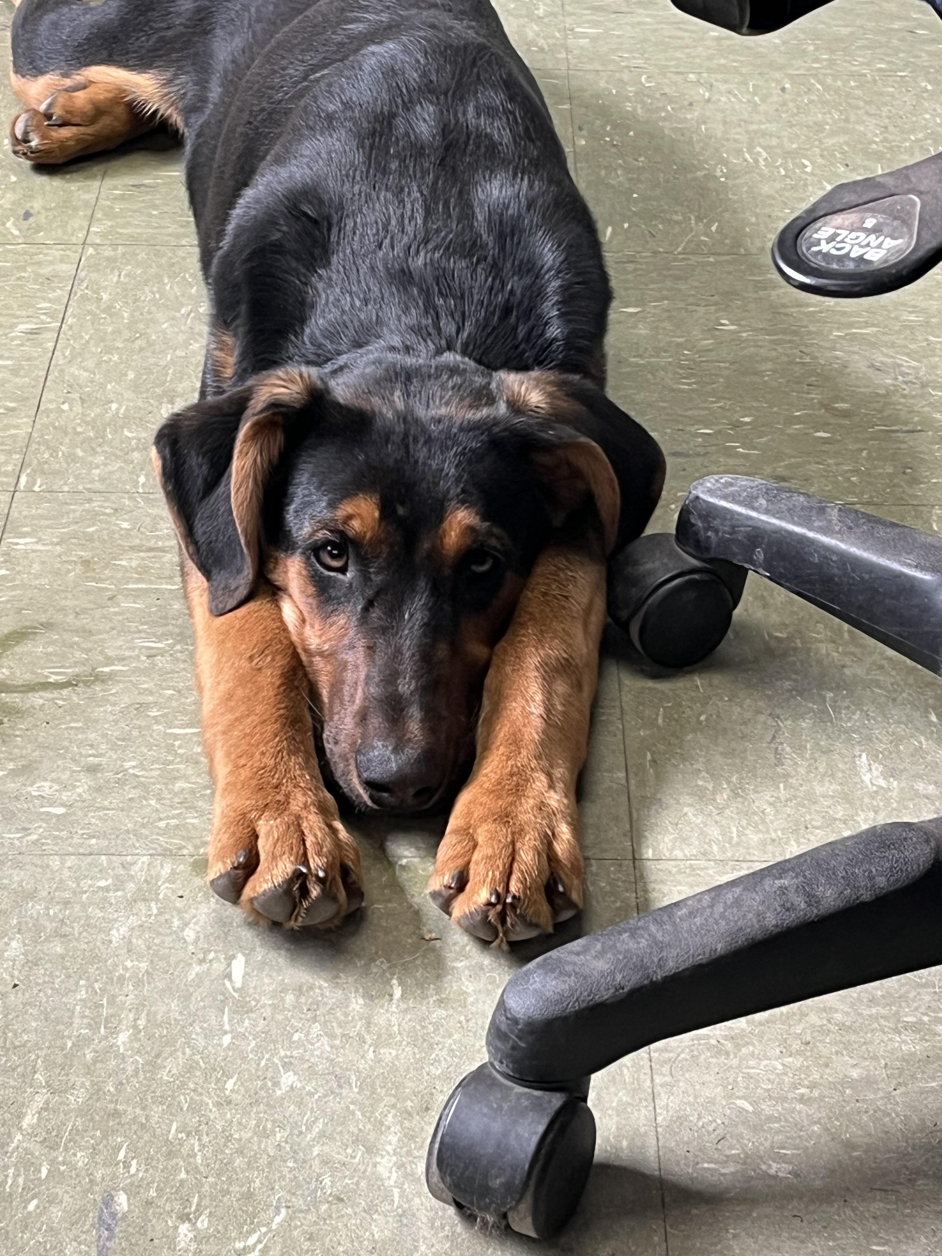 Ridiculous Rex, ADOPTABLE, Young Male Doberman Pinscher & Black and Tan Coonhound.