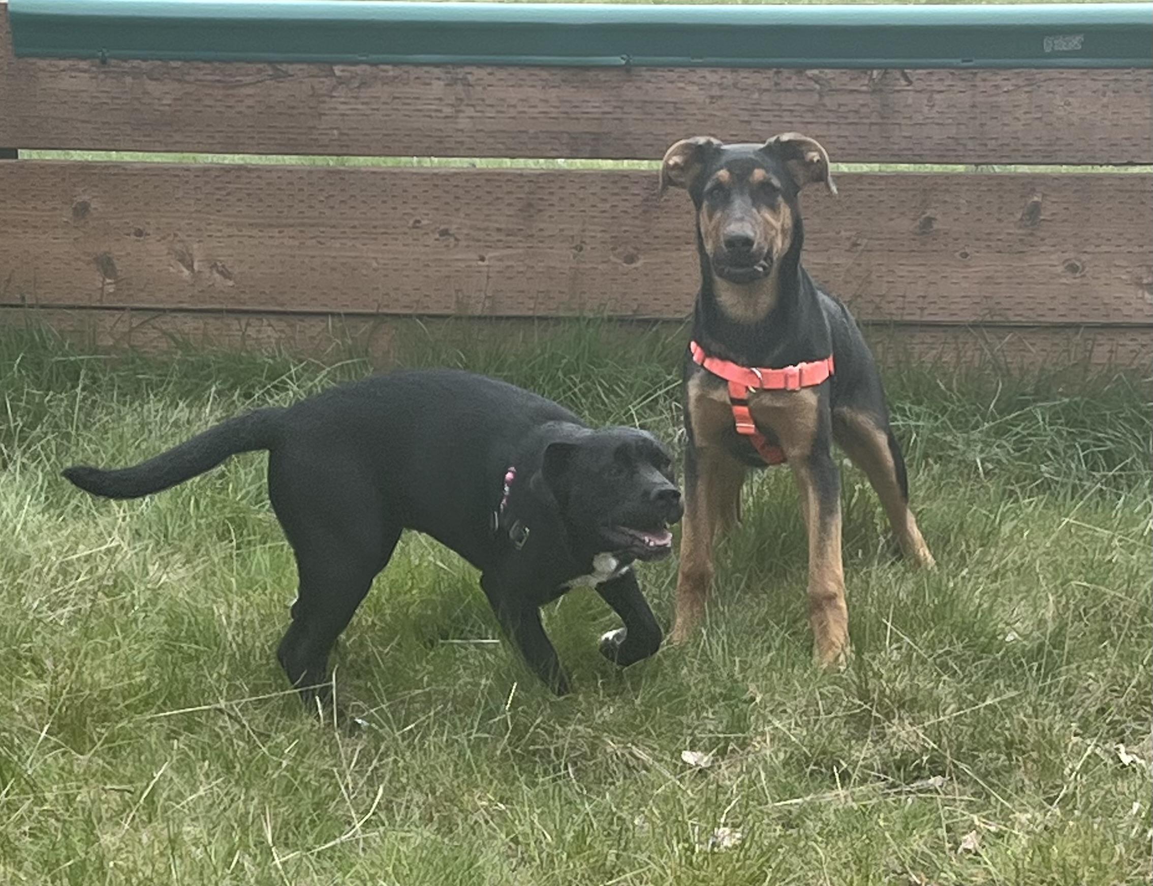 Enlarge Ridiculous Rex, a ADOPTABLE mixed breed in Snoqualmie, WA image 2/6