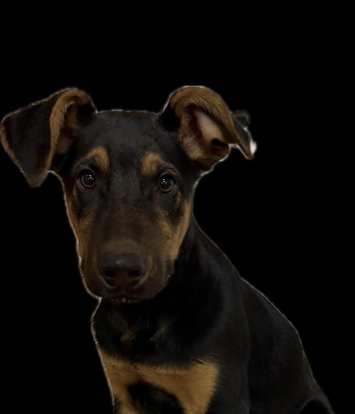 Enlarge Rex, a ADOPTABLE Doberman Pinscher in Snoqualmie, WA image 2/2