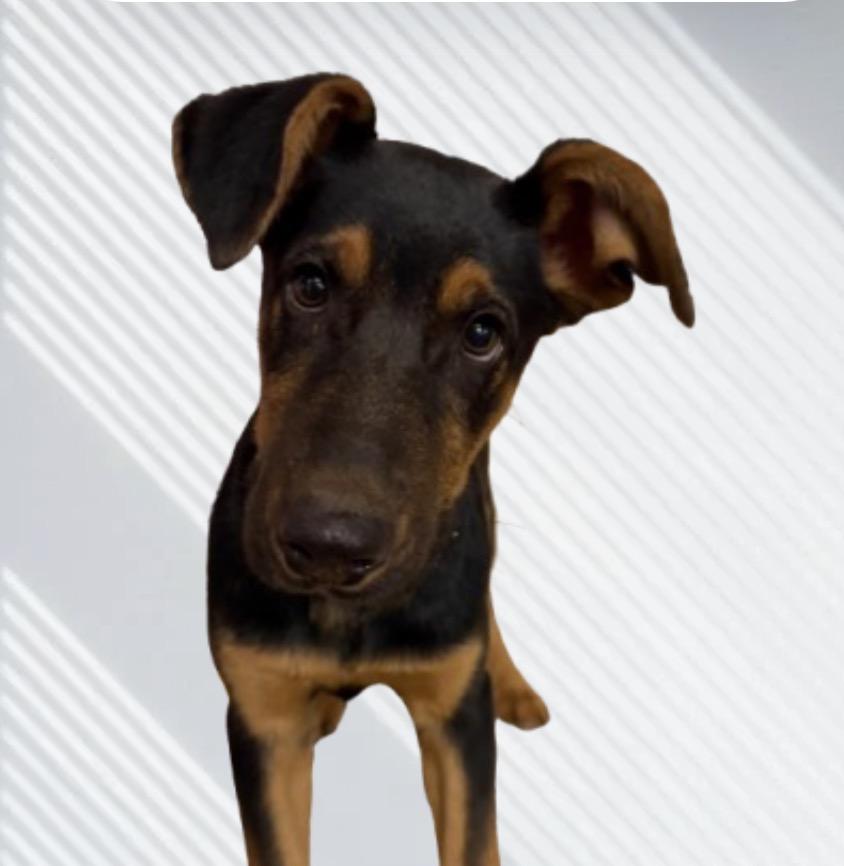 Enlarge Rex, a ADOPTABLE Doberman Pinscher in Snoqualmie, WA image 1/2