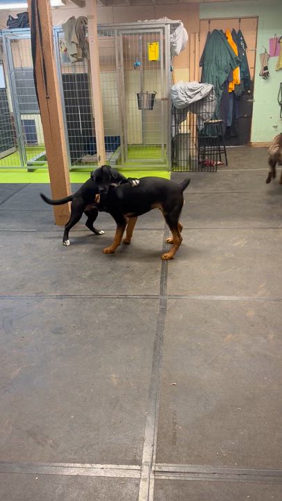 Enlarge Ridiculous Rex, a ADOPTABLE mixed breed in Snoqualmie, WA video 5/6