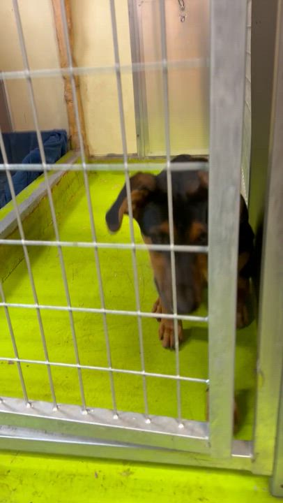 Enlarge Ridiculous Rex, a ADOPTABLE mixed breed in Snoqualmie, WA video 6/6