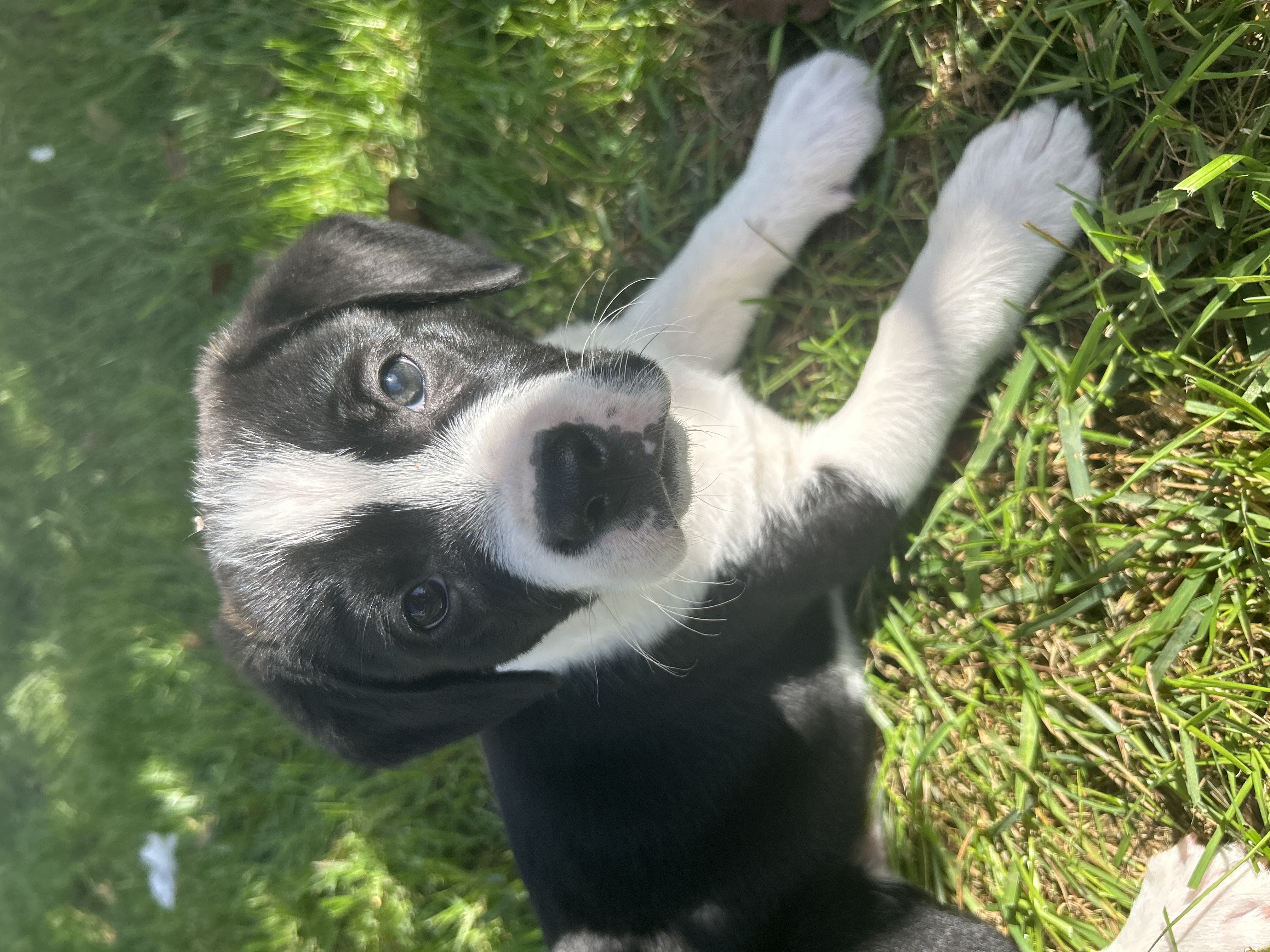 Dog for adoption Clarabelle, a Border Collie & Beagle Mix in Florence