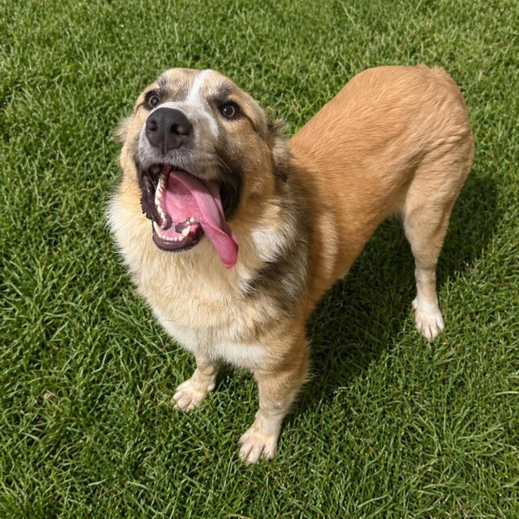 Enlarge Juniper, a Adoptable mixed breed in Enterprise, AL image 1/4