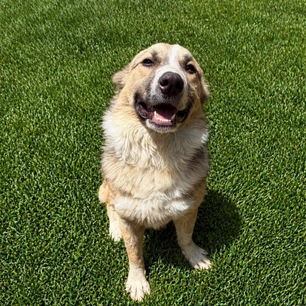 Enlarge Juniper, a Adoptable mixed breed in Enterprise, AL image 2/4