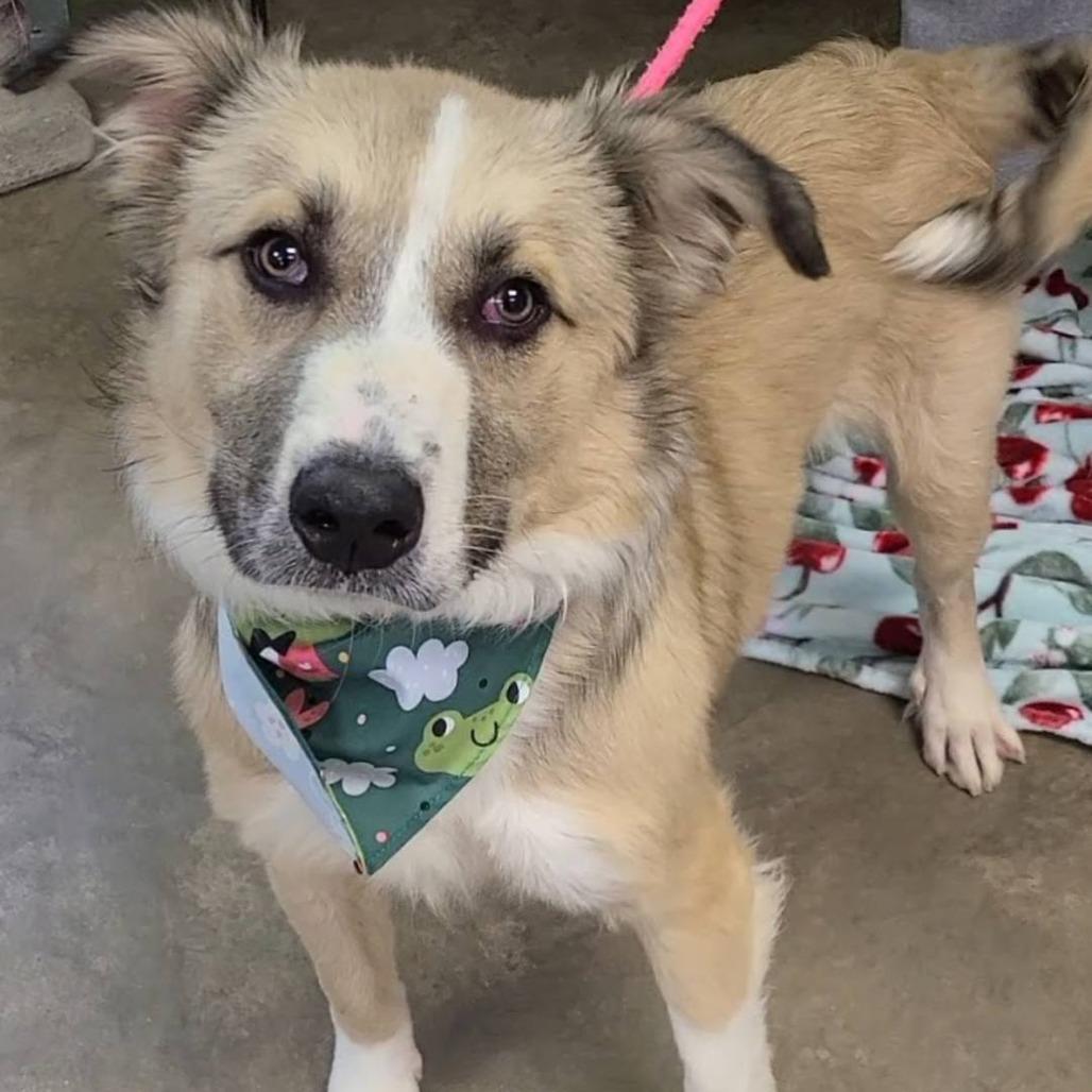 Juniper, Adoptable, Young Male Australian Shepherd & Mixed Breed.
