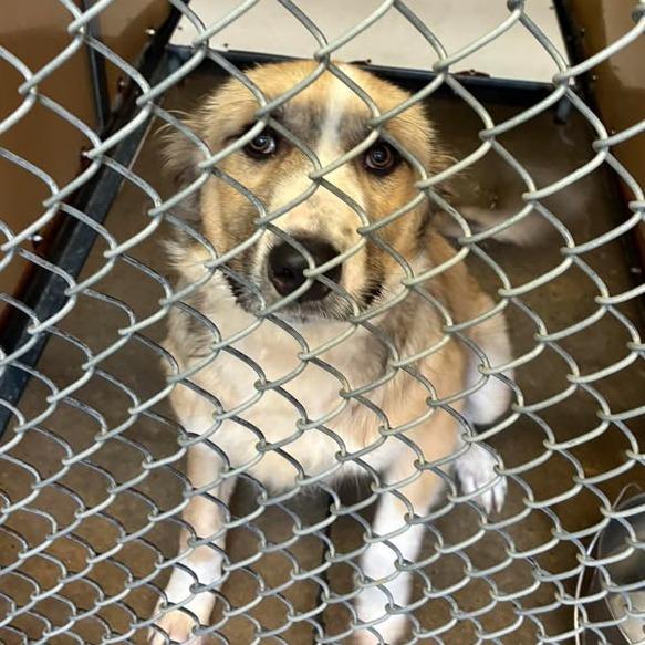 Enlarge Juniper, a Adoptable mixed breed in Enterprise, AL image 2/2