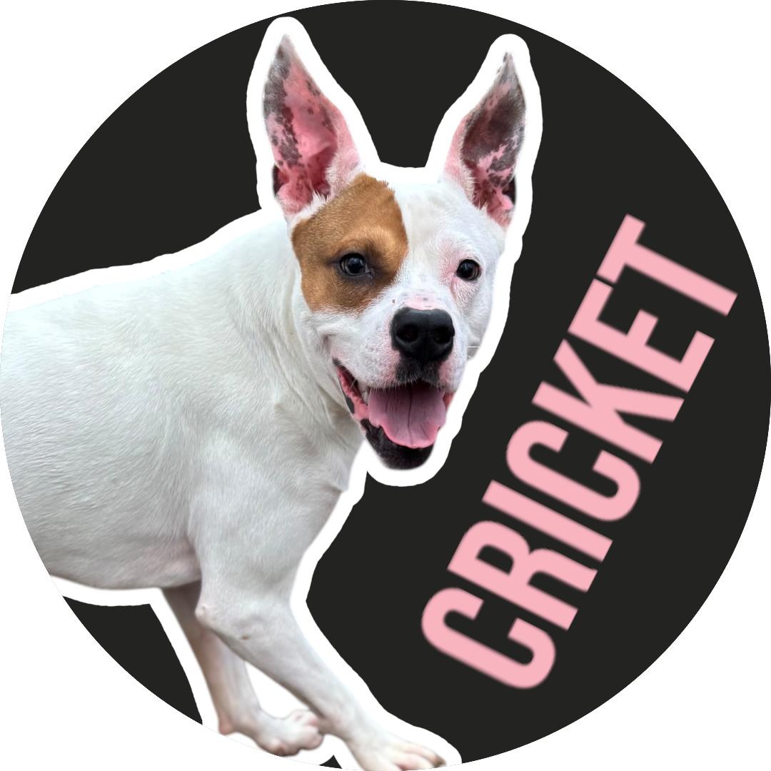 Cricket
