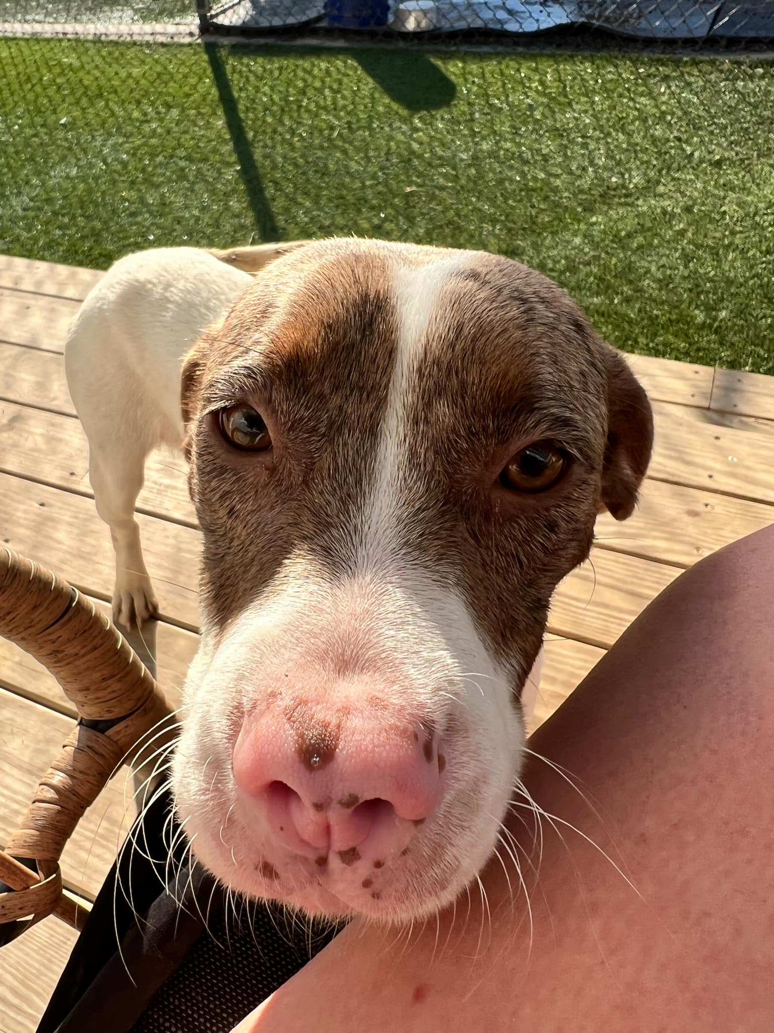Dog for adoption Ivy, a German Shorthaired Pointer Mix in Richmond