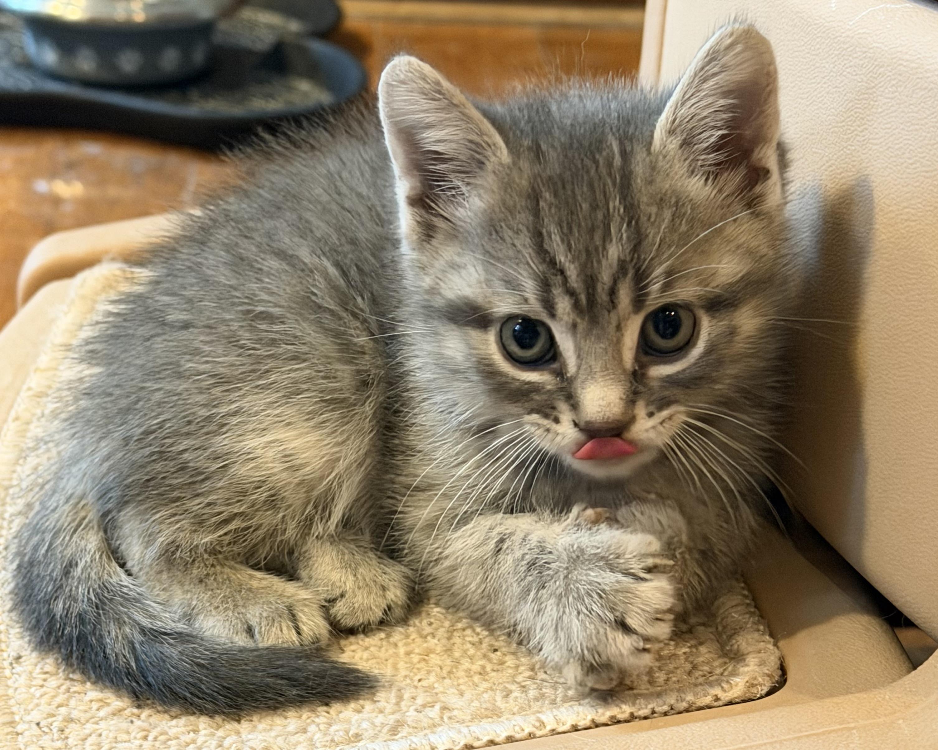 Winston, adopted, Kitten Male Domestic Short Hair.