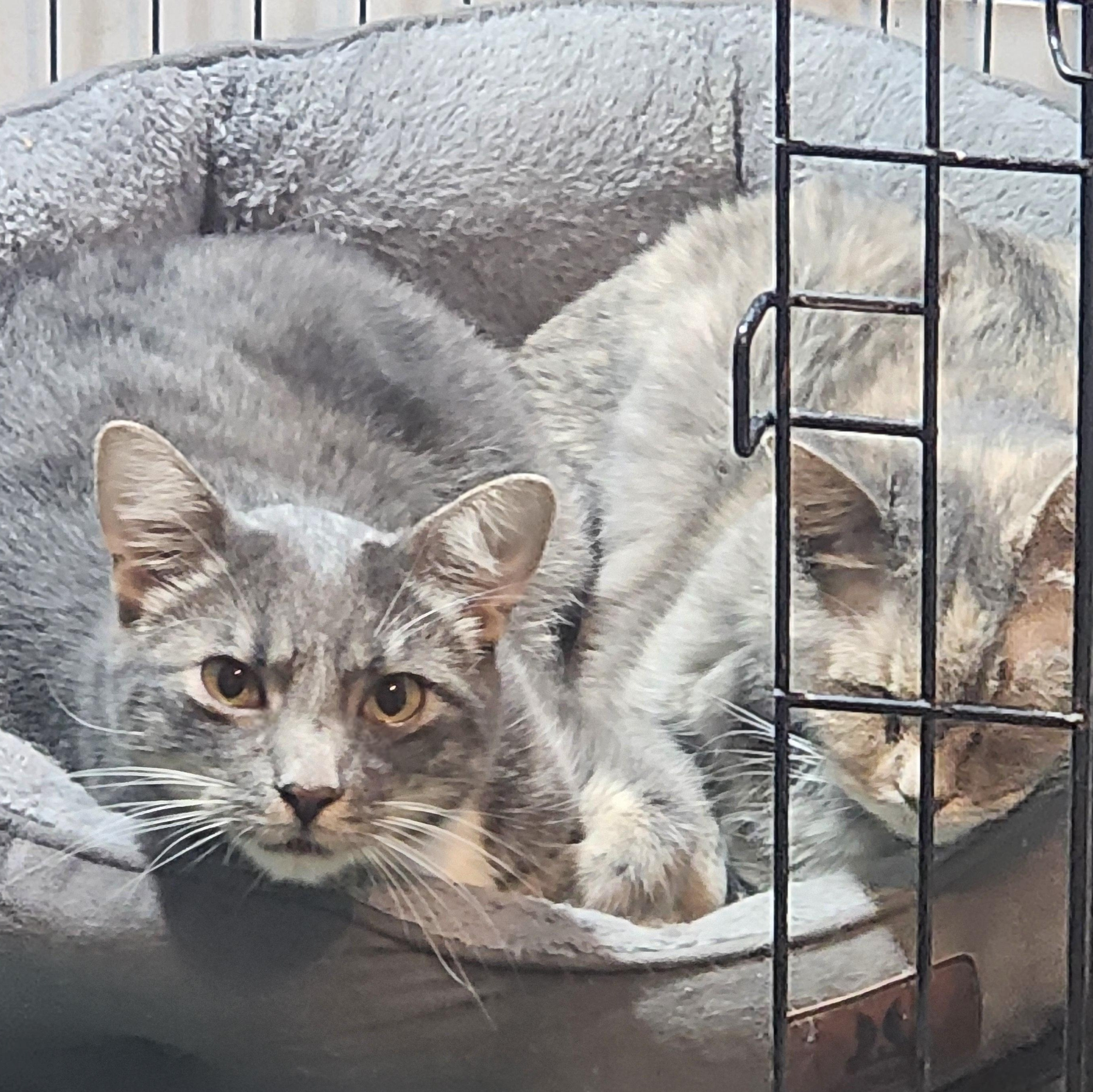 Enlarge Wynn, a Adoptable Domestic Short Hair in Lincoln, NE image 2/4