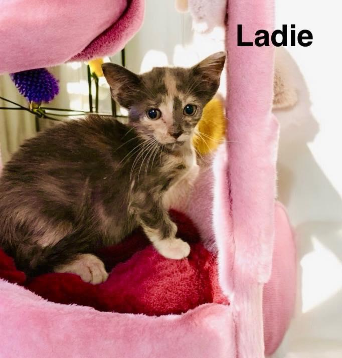 Ladie, Adoptable, Young Female Dilute Calico.