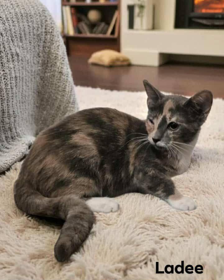 Enlarge Ladie, a Adoptable mixed breed in Lakeland, FL image 2/2