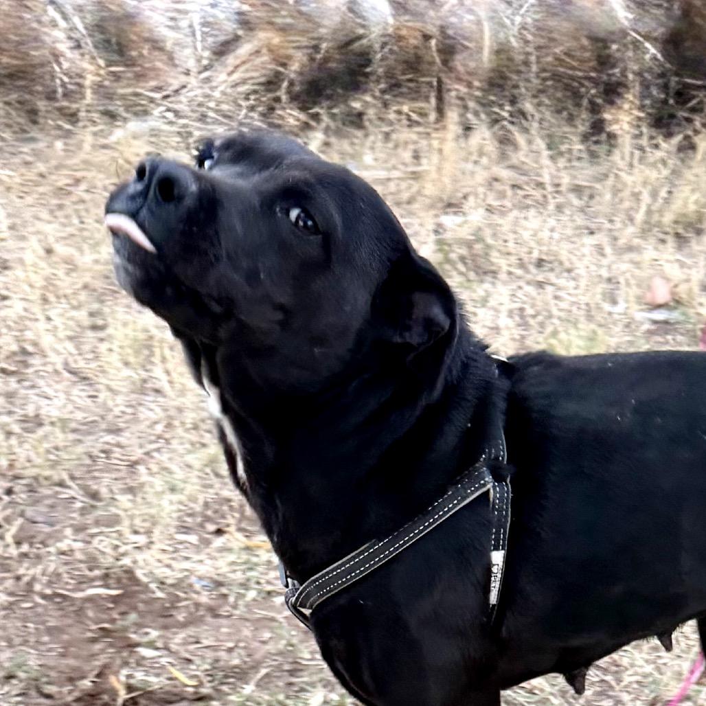 Mama, Adoptable, Young Female Pit Bull Terrier.