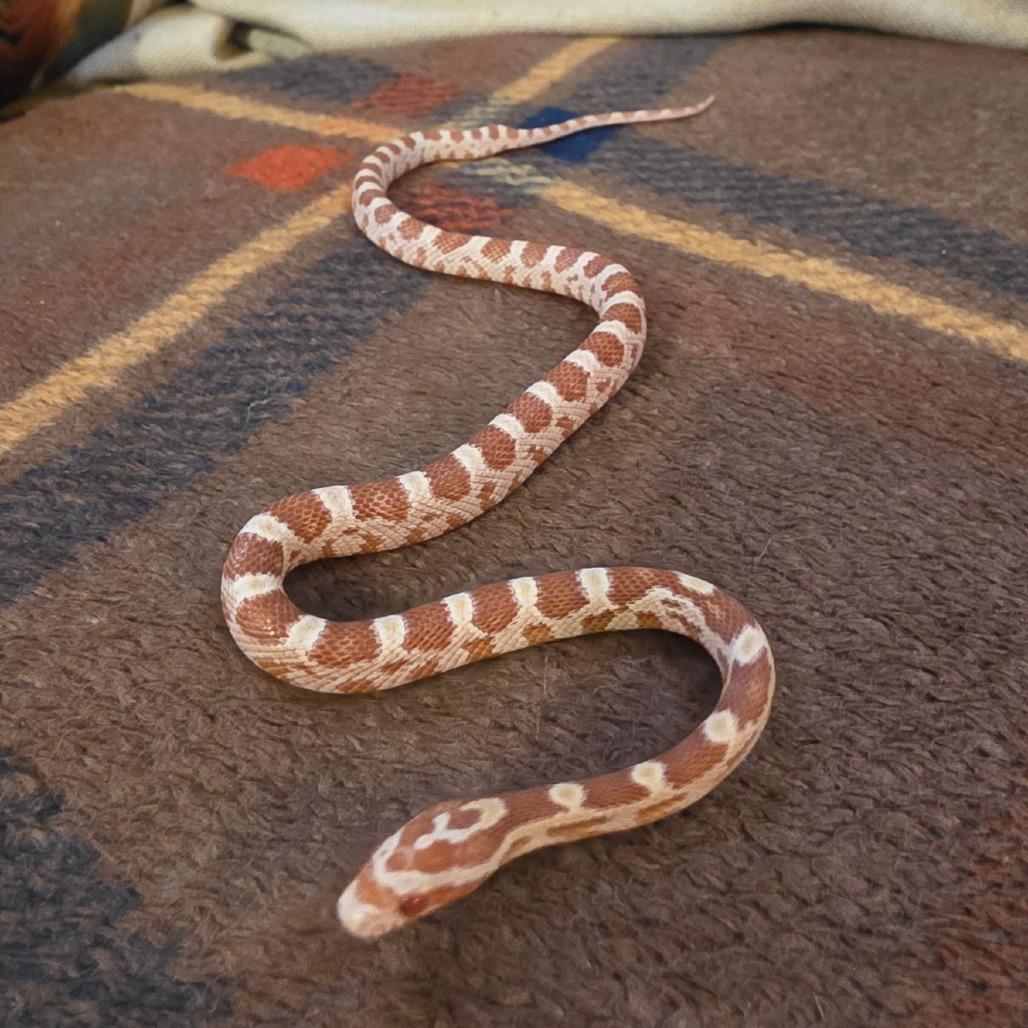 Enlarge Maize, a Adoptable Corn / Rat in Frederick, MD image 1/1