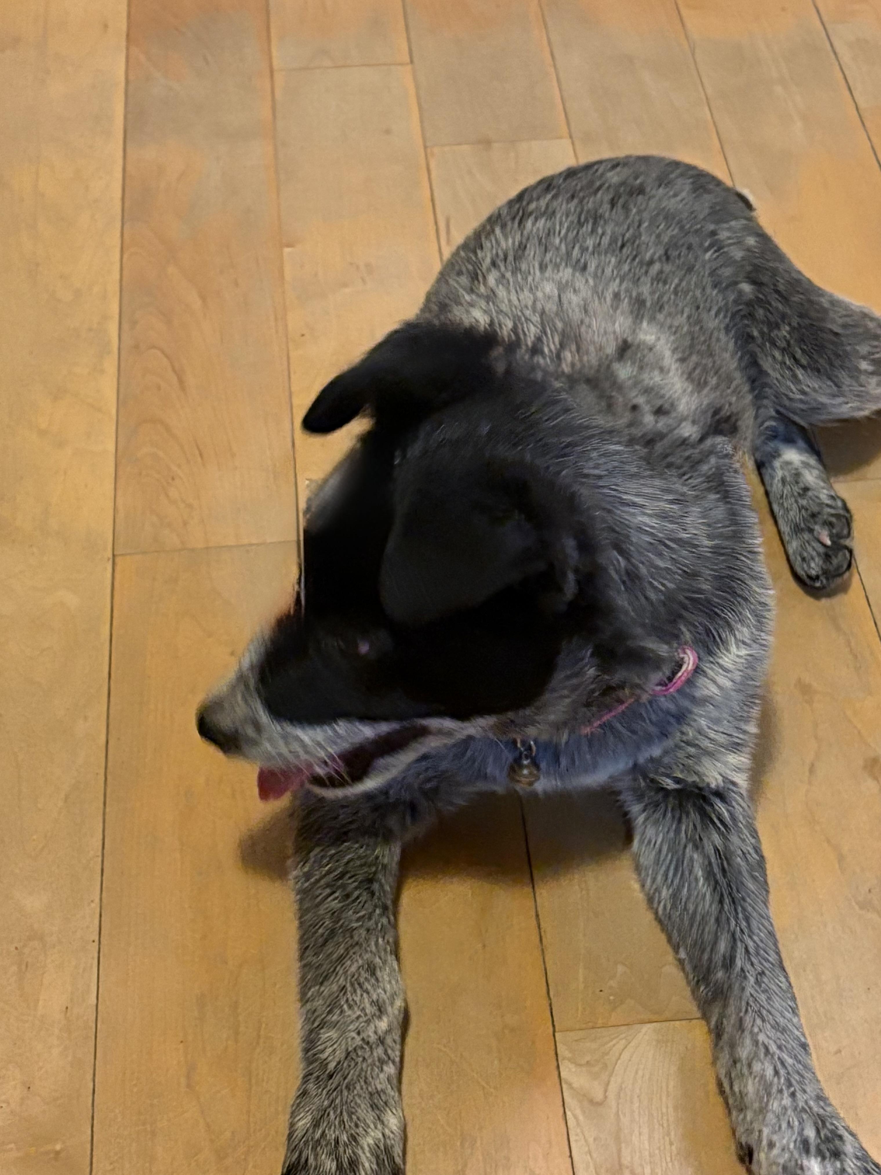 Cinch, Adoptable, Puppy Male Australian Cattle Dog / Blue Heeler.