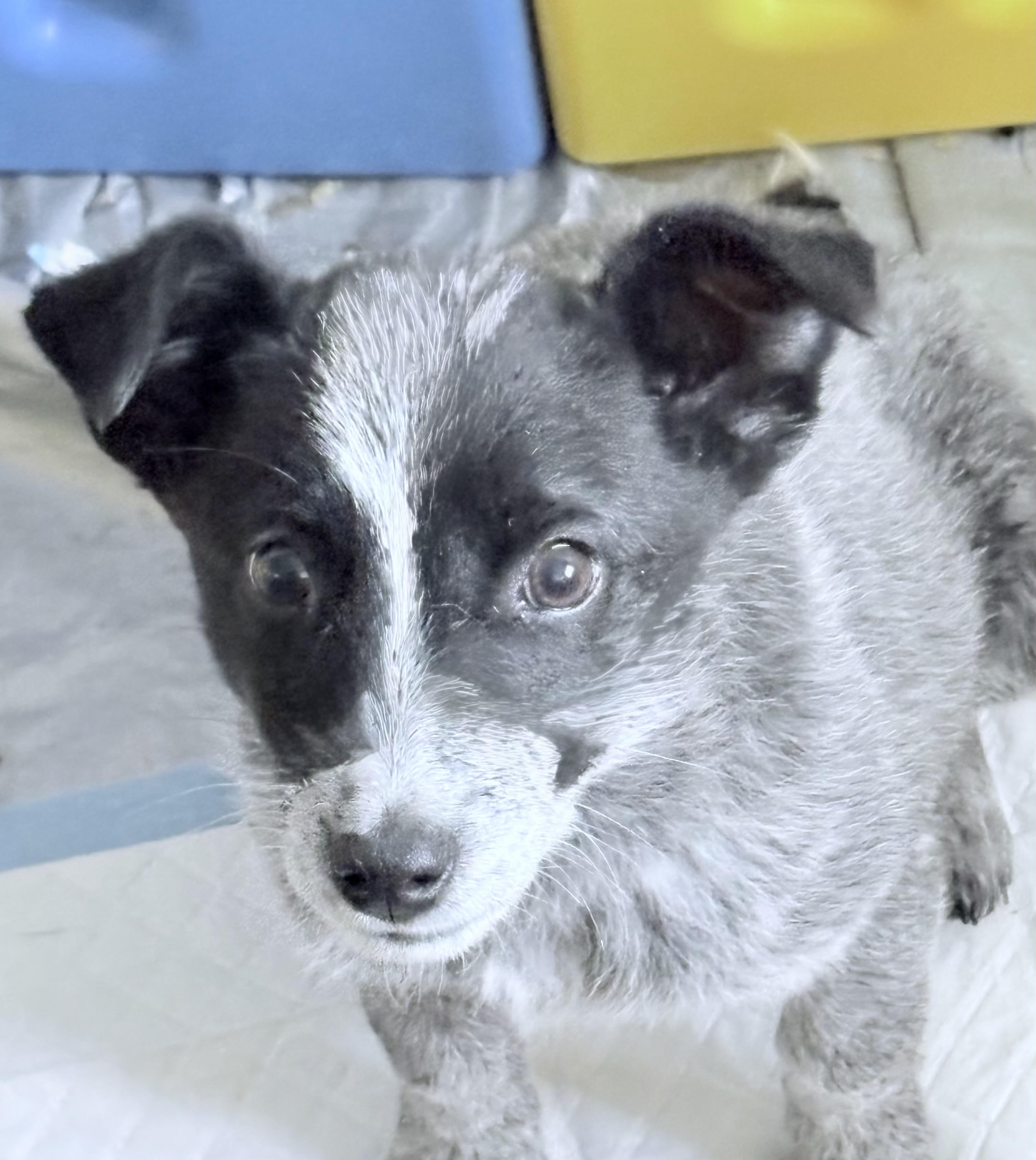 Enlarge Cinch, a Adoptable Australian Cattle Dog / Blue Heeler in Cheyenne, WY image 2/2