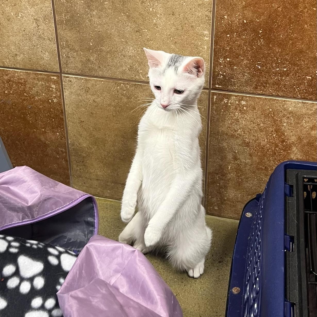 Goose, an adopted Domestic Short Hair in Honeoye, NY image 1/2