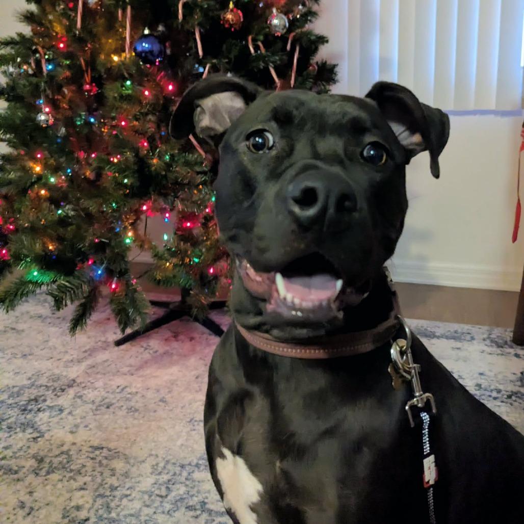 Shadow, Adoptable, Young Female American Staffordshire Terrier & Pit Bull Terrier.