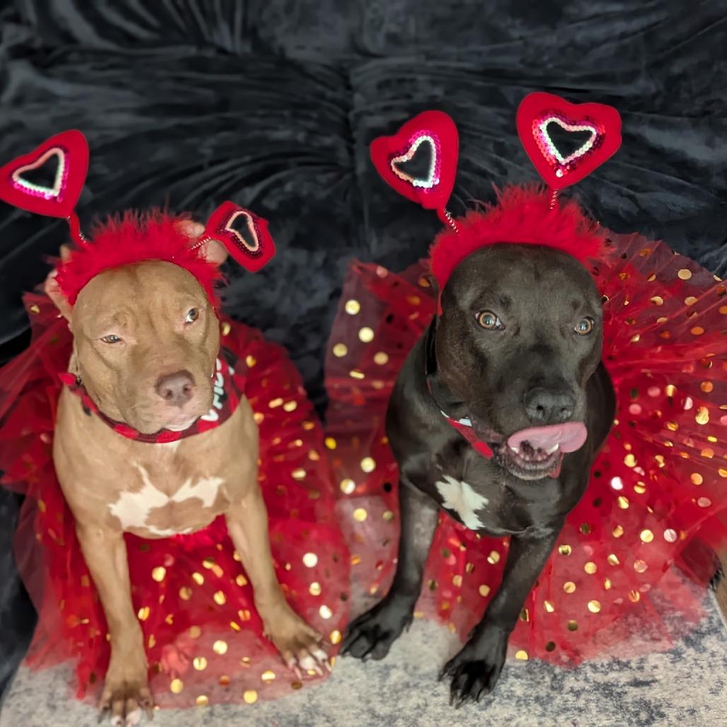 Shadow, a Adoptable mixed breed in Los Angeles, CA image 1/5