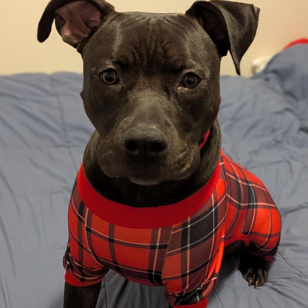 Shadow, a Adoptable mixed breed in Los Angeles, CA image 4/5