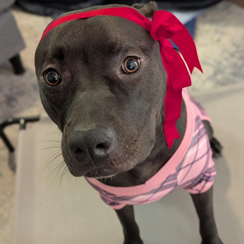 Shadow, Adoptable, Young Female American Staffordshire Terrier & Pit Bull Terrier.