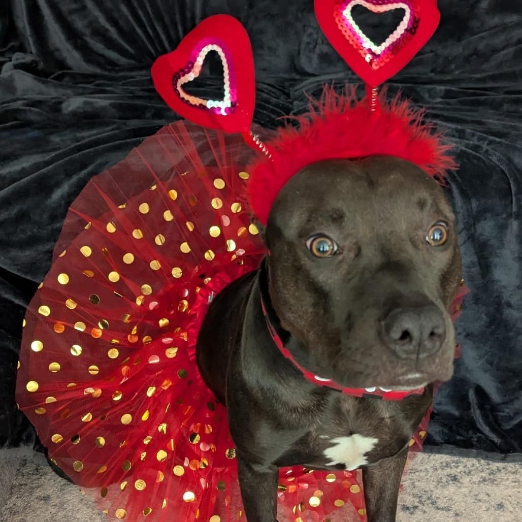 Shadow, a Adoptable mixed breed in Los Angeles, CA image 3/5