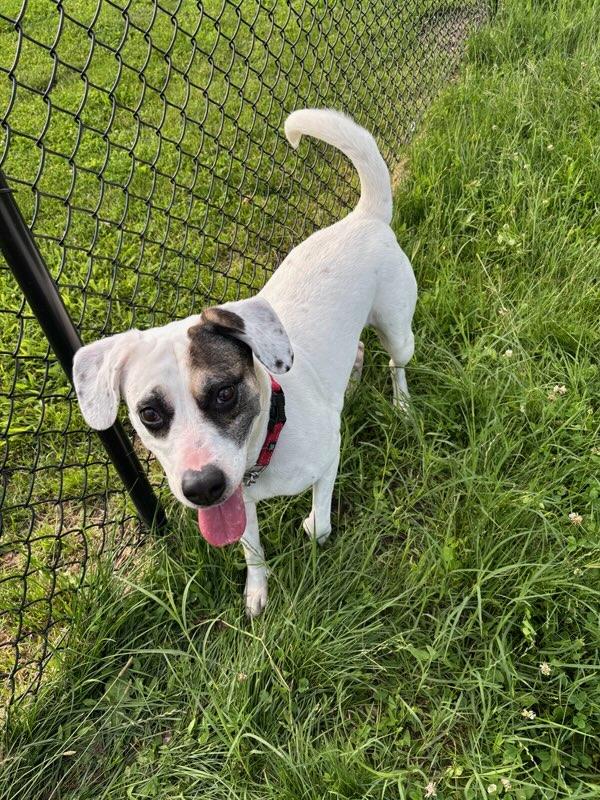 Mya, a Adopted mixed breed in Elwood, IN image 1/3