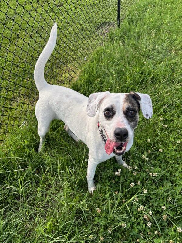 Mya, a Adopted mixed breed in Elwood, IN image 3/3