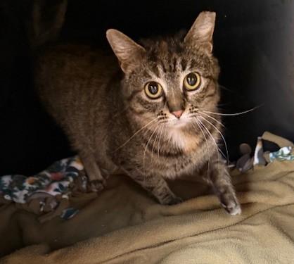 Penny, ADOPTABLE, Adult Female Domestic Short Hair.