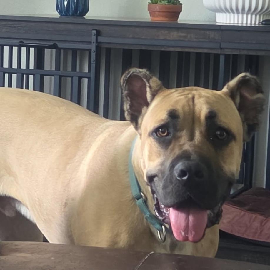 Enlarge Reacher, a ADOPTABLE mixed breed in Monticello, IA image 2/6