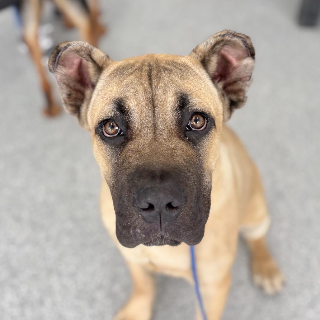 Reacher, ADOPTABLE, Young Male Mastiff & Mixed Breed.