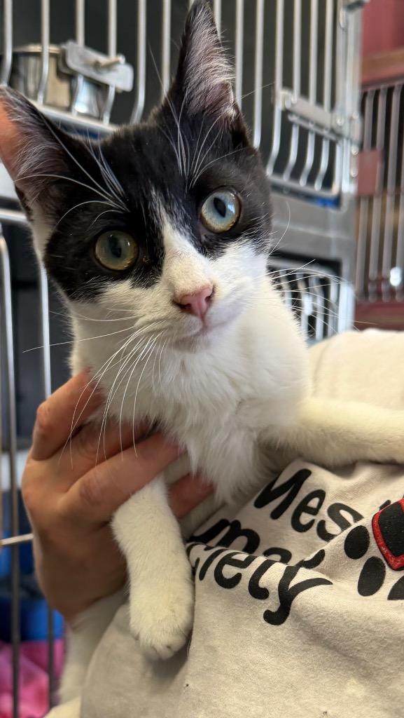 Enlarge Santiago, a Adoptable mixed breed in Virginia, MN image 1/1