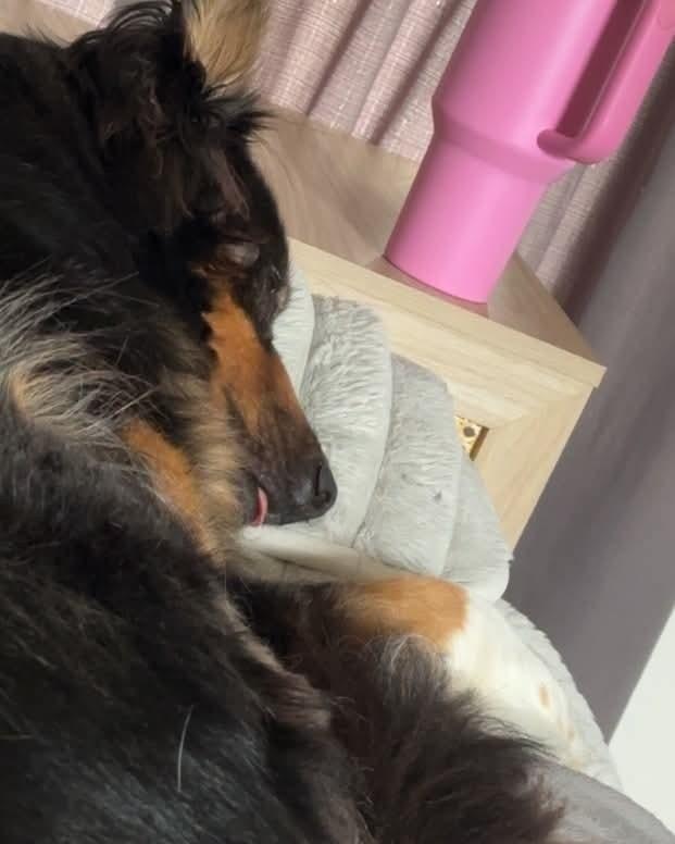 Enlarge Cairo, a ADOPTABLE Shepherd in Cedars, PA image 2/5