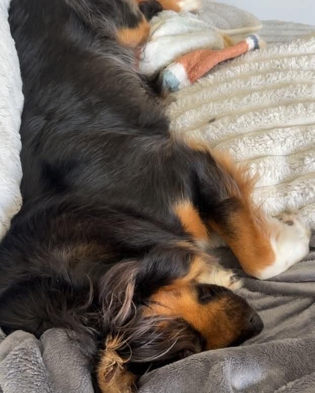 Enlarge Cairo, a ADOPTABLE Shepherd in Cedars, PA image 4/5