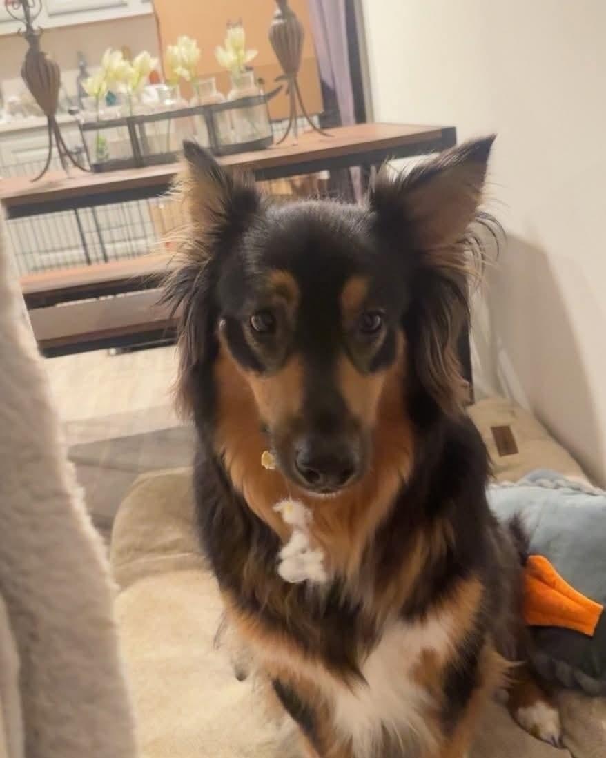 Enlarge Cairo, a ADOPTABLE Shepherd in Cedars, PA image 1/5