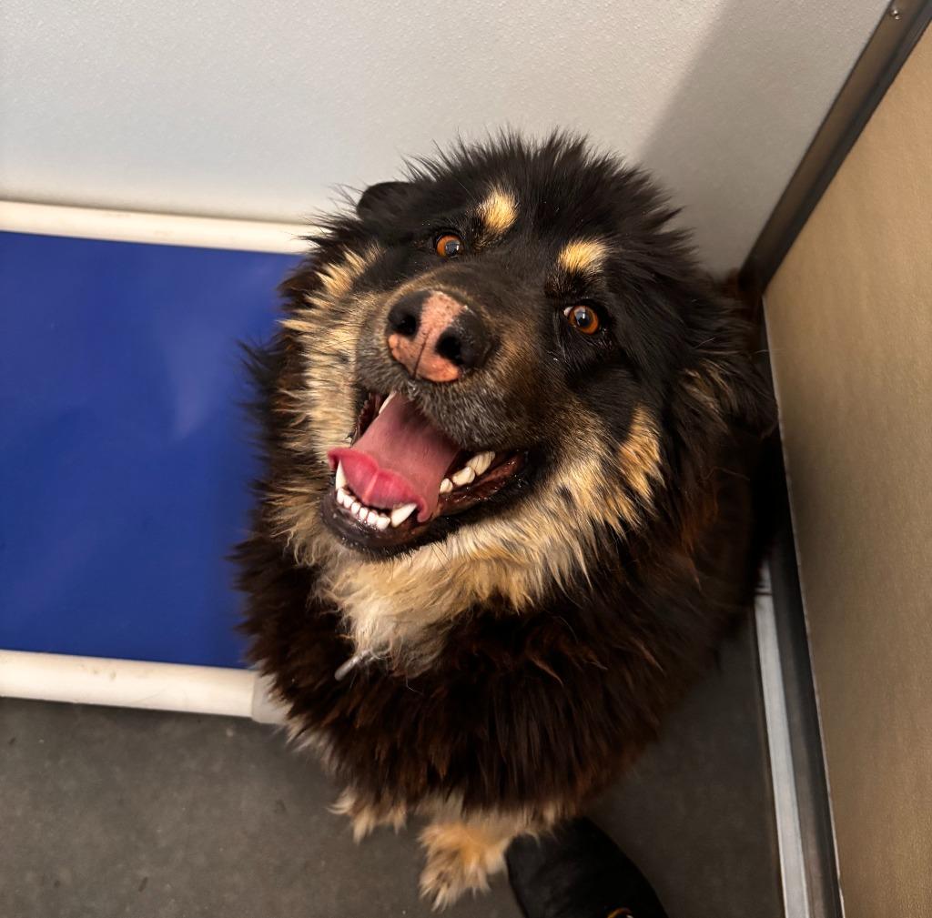 Nico, Adoptable, Young Female German Shepherd Dog & Husky.