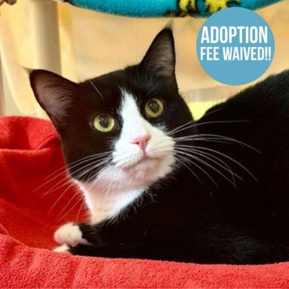 Shoup, ADOPTABLE, Young Female Domestic Short Hair.