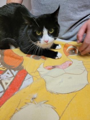 Enlarge Shoup, a ADOPTABLE mixed breed in Sacramento, CA image 2/2