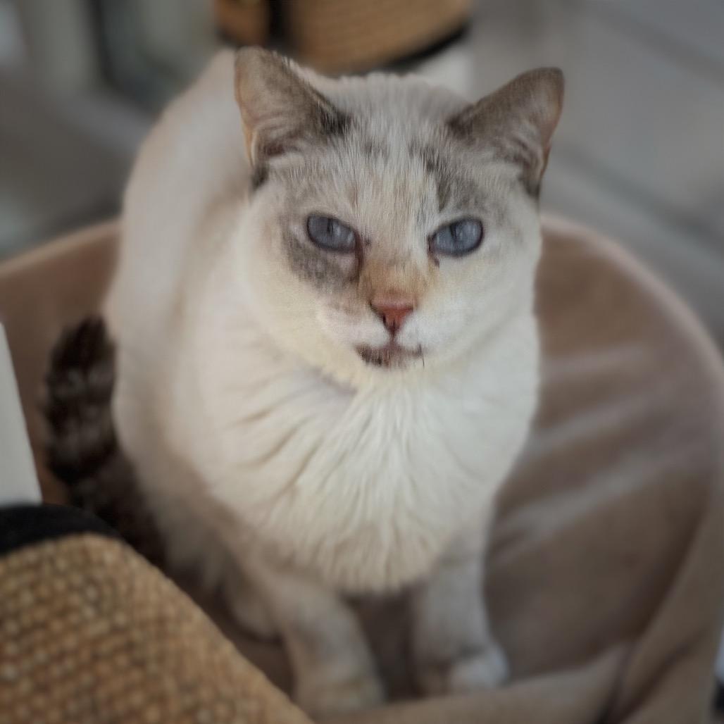 Jorma (was Pillow), a Adoptable mixed breed in Cumming, GA image 1/4