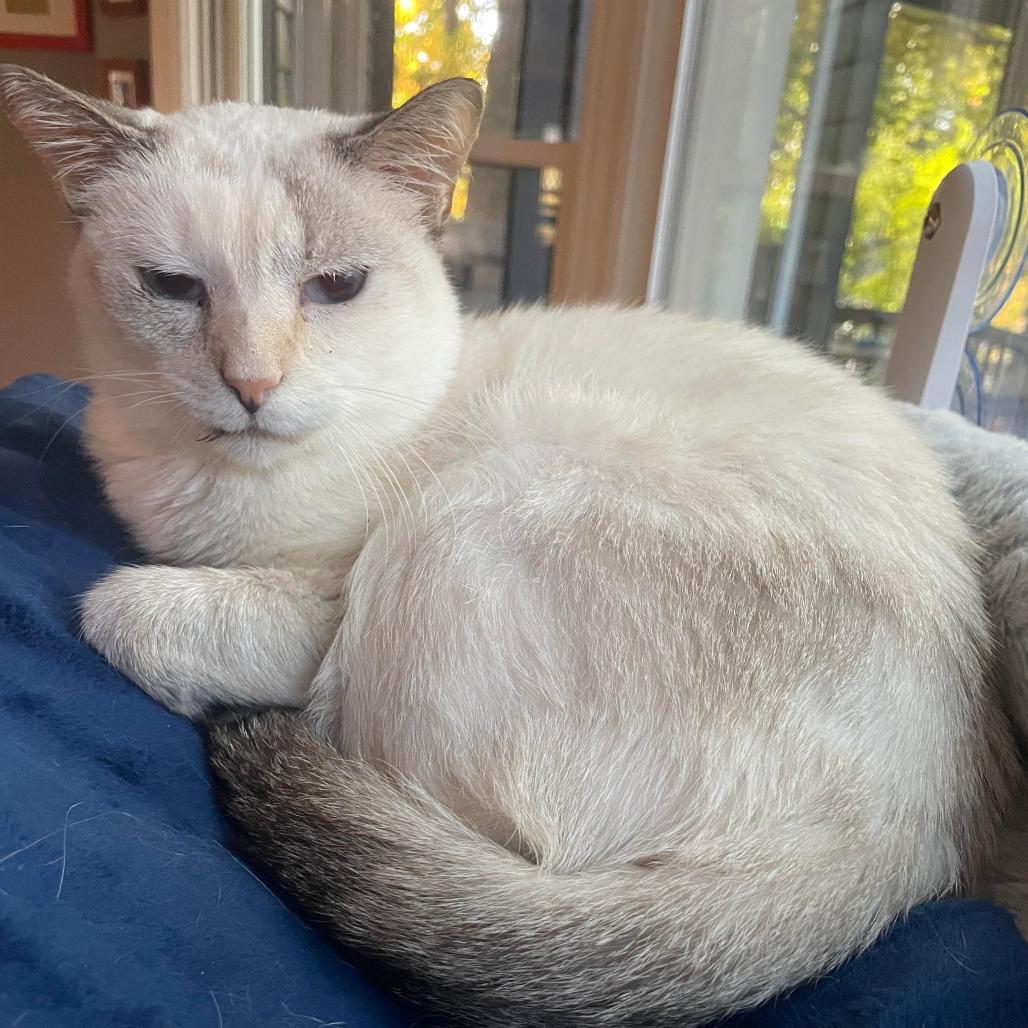 Jorma (was Pillow), a Adoptable mixed breed in Cumming, GA image 2/4