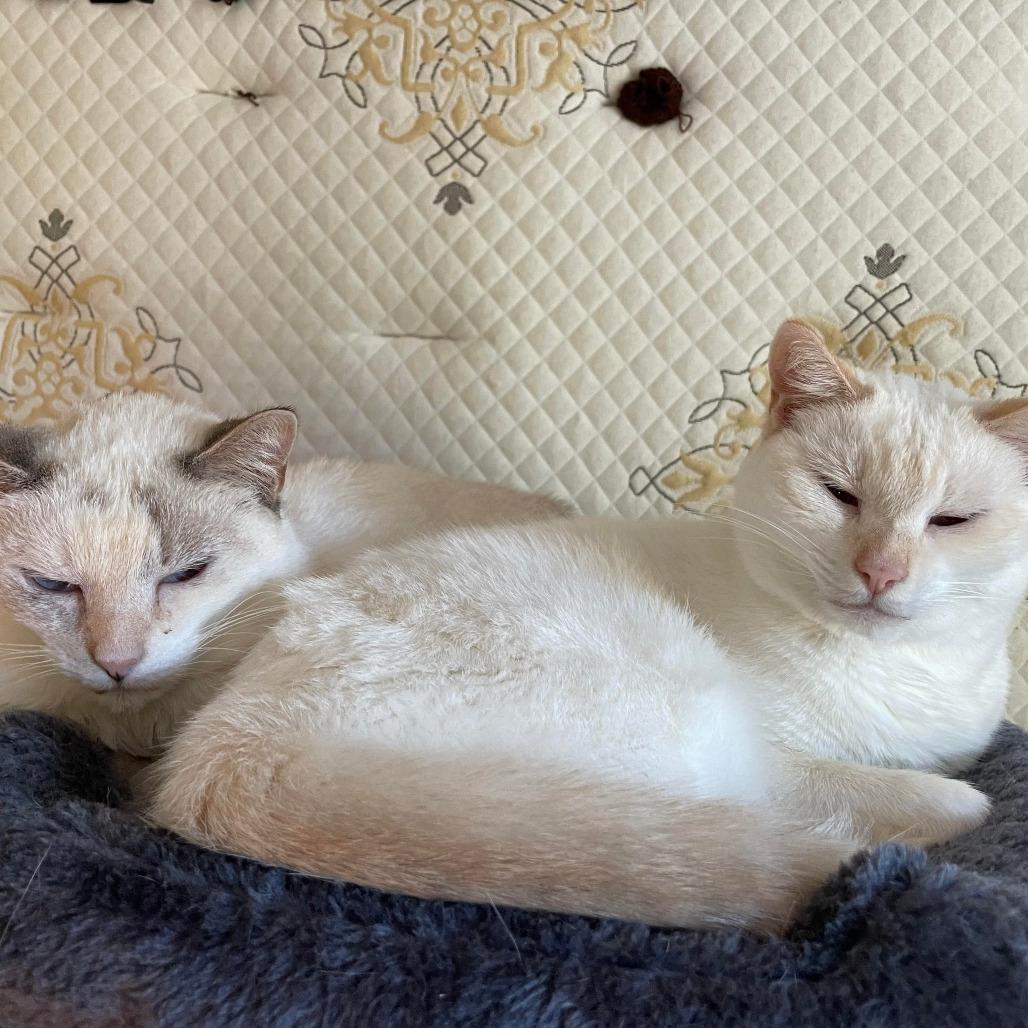 Jorma (was Pillow), a Adoptable mixed breed in Cumming, GA image 3/4