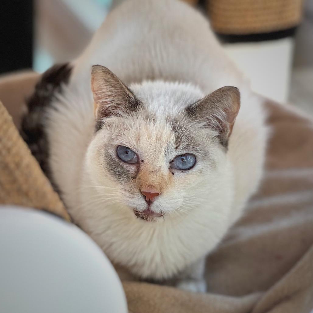 Jorma (was Pillow), a Adoptable mixed breed in Cumming, GA image 4/4