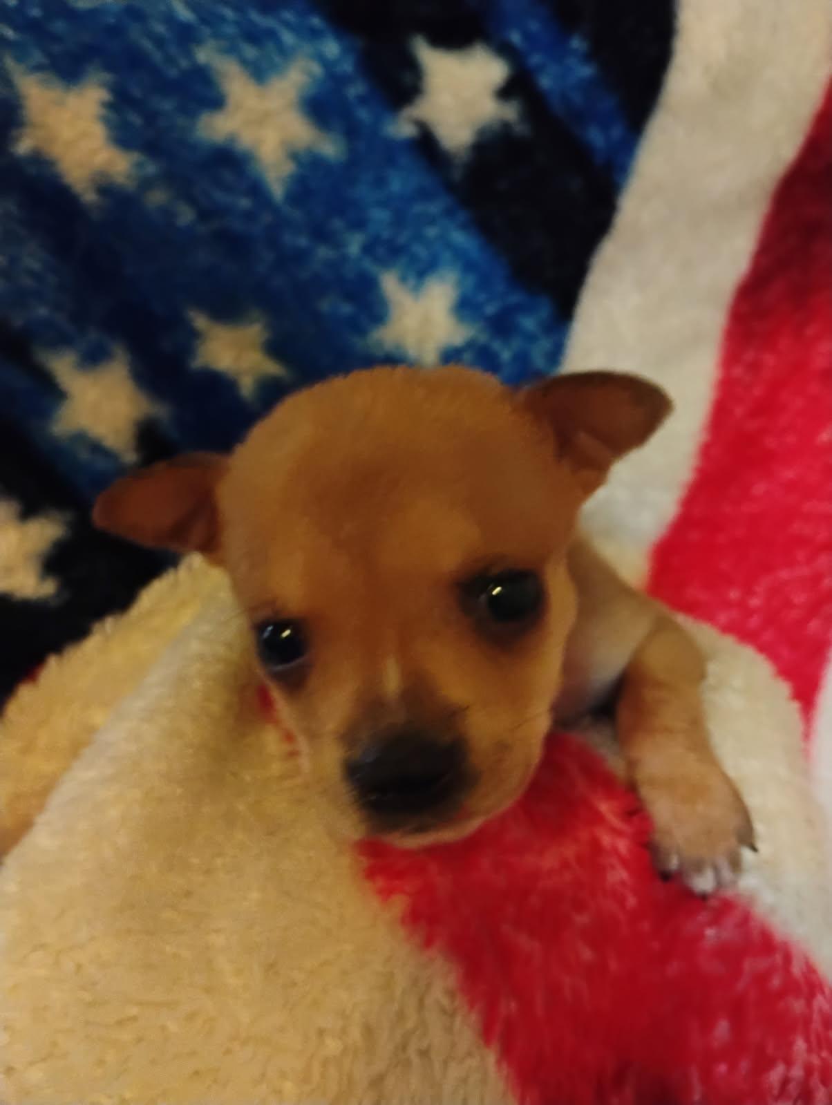 Peanut, adoptable, Puppy Female Mixed Breed.