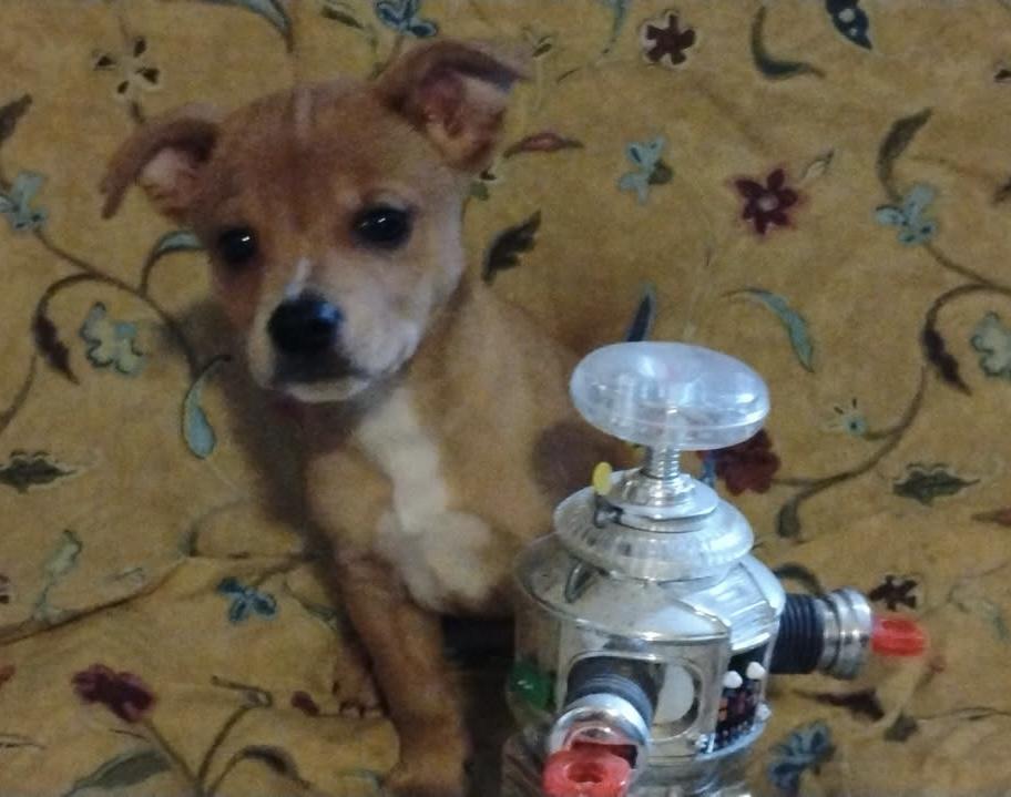 Enlarge Peanut, a Adopted mixed breed in Brenham, TX image 2/6